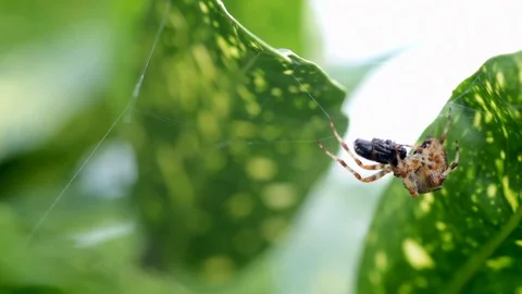 Spider Eating Fly Time Lapse Stock Footage 95292212