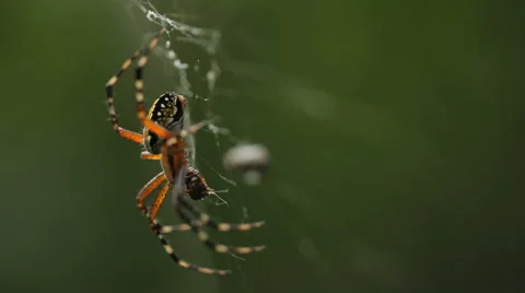Spider eating Vidéo 1000126