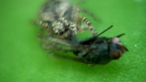 Spider eating 스톡 동영상 5258818