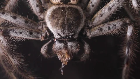 Spider eating Stock Footage 88353741