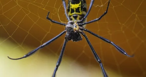 Spider eating insect caught in its web Stock Footage 109368982
