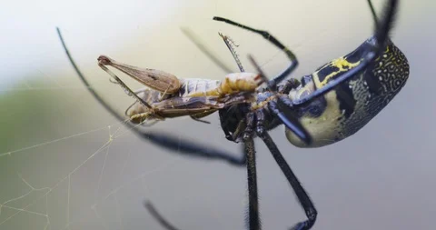 Spider eating insect caught in its web Stock Footage 109371238