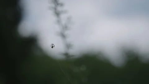 Spider is eating insect on his web Stockbeeldmateriaal 88904548