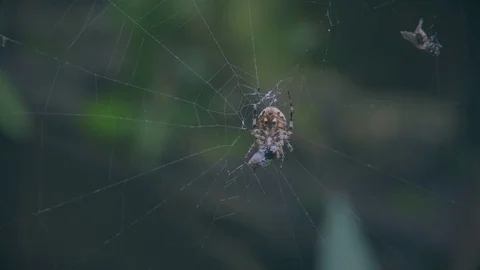 Spider eating insect in its web. Video stock 76505682