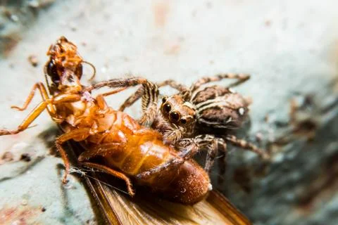 Spider eating insect Stock Photos