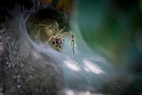 Spider eating a Insect Stock Photos