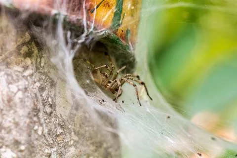 Spider eating a Insect Stock Photos