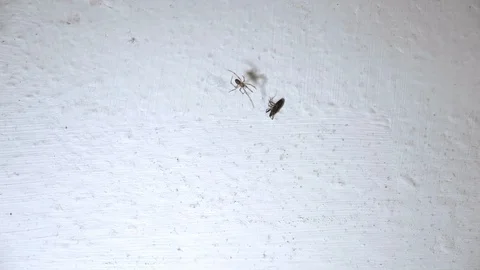 Spider Eating Its Pray on Cobweb Video stock 127958916