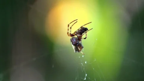 Spider eating its prey side view Video stock 95394177
