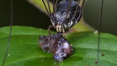 Spider eating larva of insect Video stock 73706287
