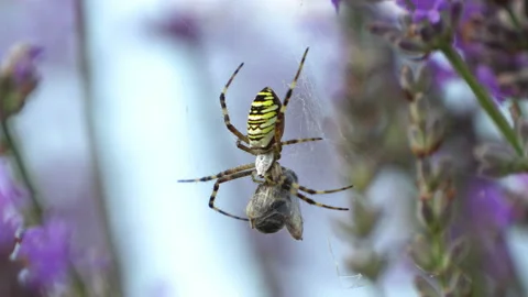 Spider eating in lavender field Stock Footage 170782312