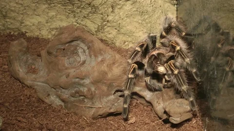 Spider eating Locust 스톡 동영상 41786059