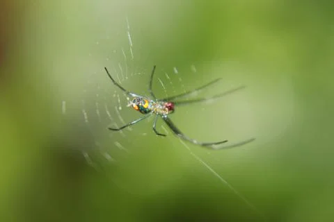 Spider Eating Stock Photos