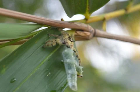 Spider eating Stock Photos