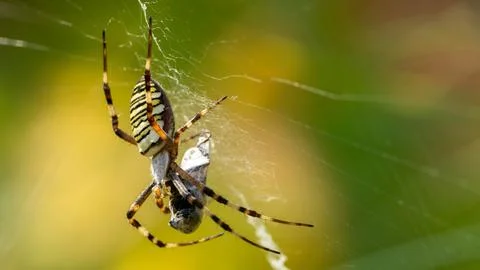 Spider eating Foto stock
