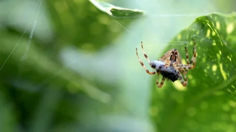 Spider Eating Prey close Up Stock Footage 95298292