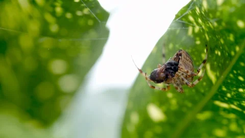 Spider Eating Prey Stock Footage 95286366