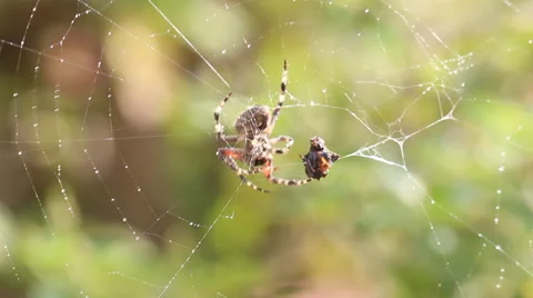 Spider eating prey on a spider web Stock Footage 55226464