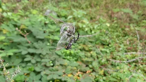 Spider Eating Scene Video stock 237614842