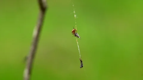 Spider eating the victim, while another fly climbs beside on the branch Stock Footage 89075418
