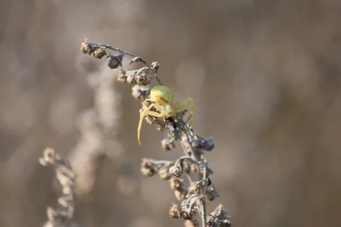 The spider eats an ant, Rostov-on-Don, Russia, September 14, 2011 Stock Photos
