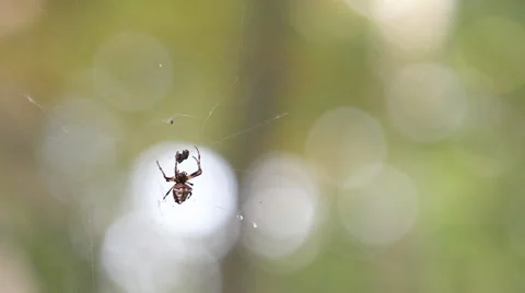 Spider Eats a Bug Caught in Web 스톡 동영상 42527731