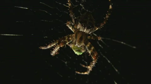 Spider eats butterfly Stock Footage 507414