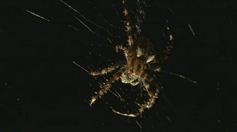Spider eats butterfly Vídeo Stock 507427