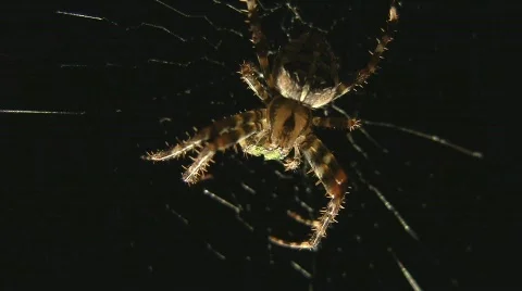 Spider eats butterfly Stock Footage 507438