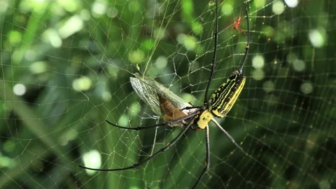 The Spider That Eats Cicadas Video stock 332494589