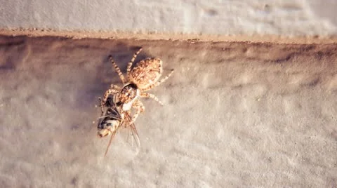Spider eats a fly, time lapse. Stock Footage 12010056