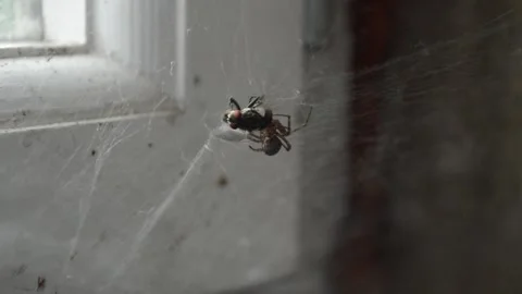 Spider eats a fly in the web Stock Footage 92141843