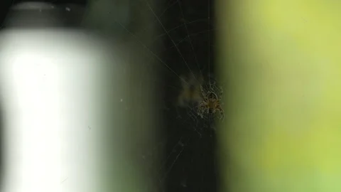 A Spider Eats Food On Its Web With A Reflection In The Mirror. Stock Footage 143280505