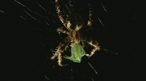 Spider eats insect Stock Footage 507313