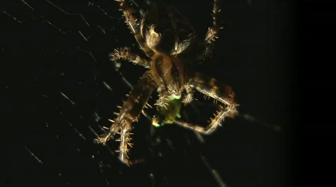Spider eats insect Stock Footage 507353