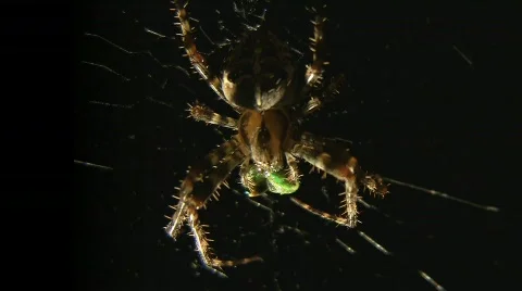 Spider eats insect Stock Footage 507392