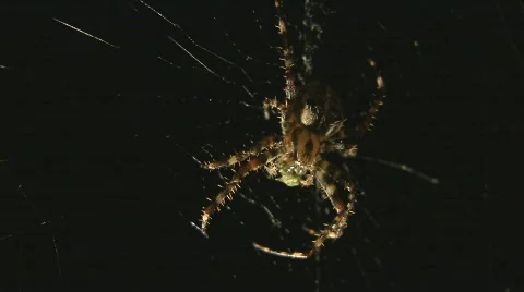 Spider eats insect Stock Footage 507599