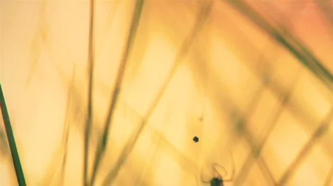 Spider Eats Prey Stock Footage 293278