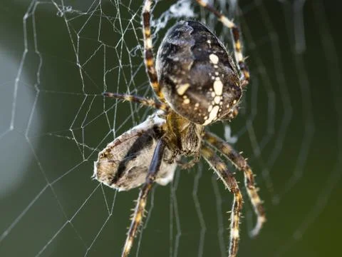 The spider eats prey Stock Photos