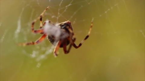 Spider Eats Prey With Rack Focus Stock Footage 60990574
