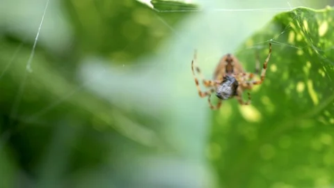 Spider Eats Prey in Web Stock Footage 95295914
