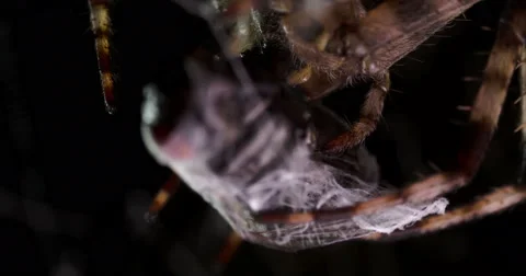 Spider eats the victim Видео 49301276