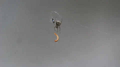 Spider eats worm Stock Footage 36241011