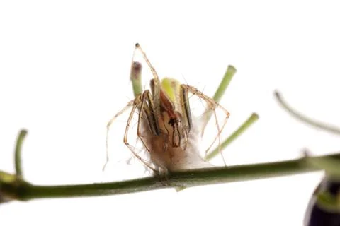 Spider with egg case Stock Photos