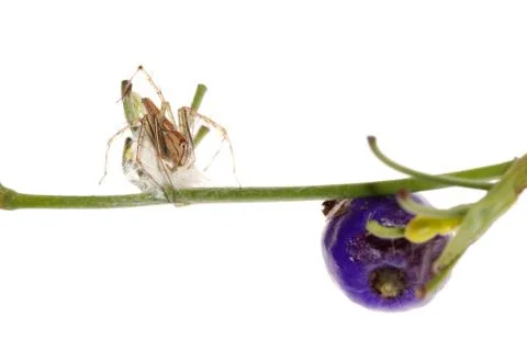 Spider with egg case Foto stock