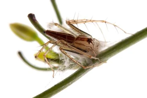 Spider with egg case Stock Photos
