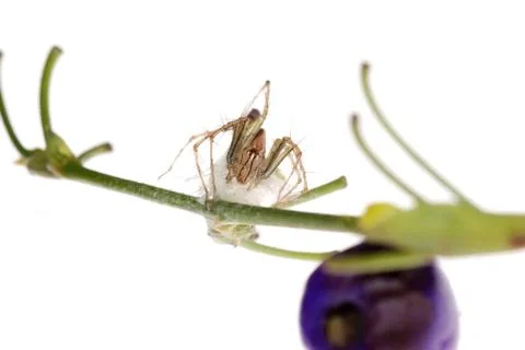 Spider with egg case Foto stock