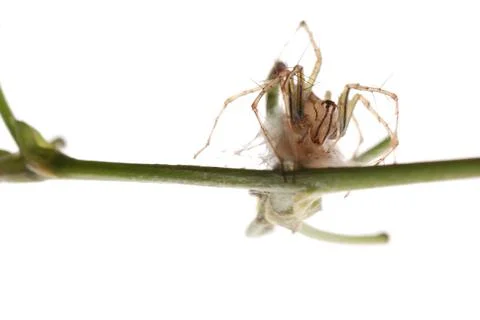 Spider with egg case Stock Photos