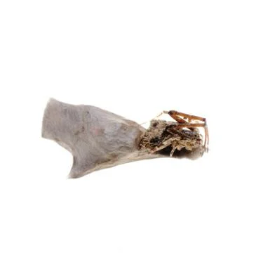Spider with egg case Stock Photos