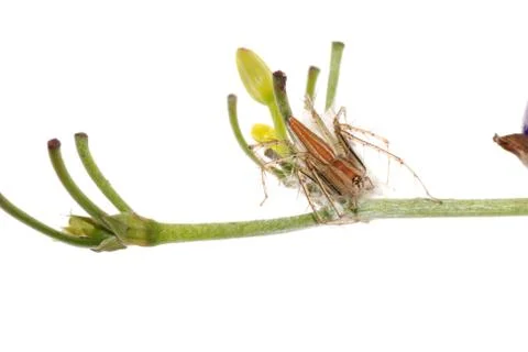 Spider with egg case Stock Photos